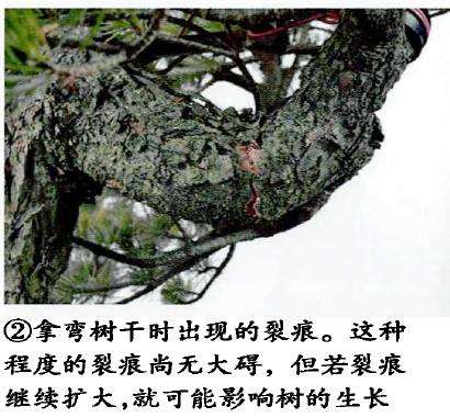 图解 五针松盆景怎么改作造型的23个过程