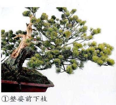 图解 五针松盆景怎么改作造型的23个过程