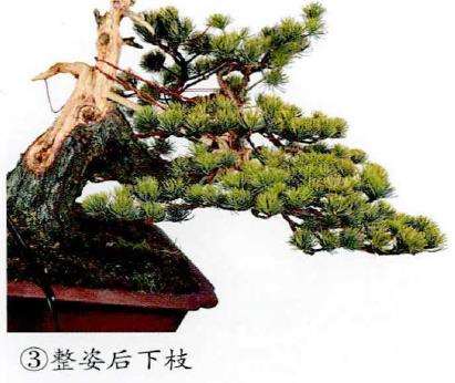 图解 五针松盆景怎么改作造型的23个过程