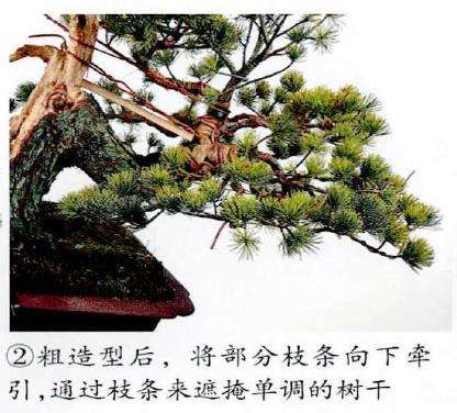 图解 五针松盆景怎么改作造型的23个过程