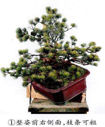 图解 五针松盆景怎么改作造型的23个过程