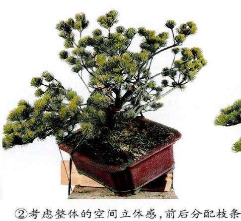 图解 五针松盆景怎么改作造型的23个过程