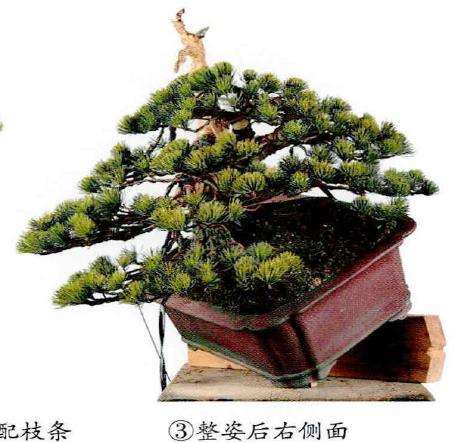 图解 五针松盆景怎么改作造型的23个过程