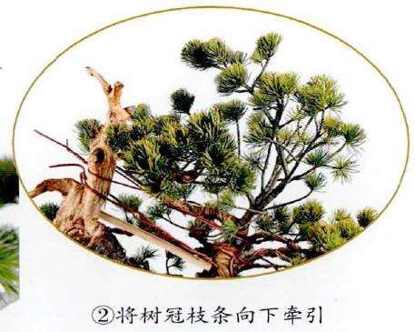 图解 五针松盆景怎么改作造型的23个过程