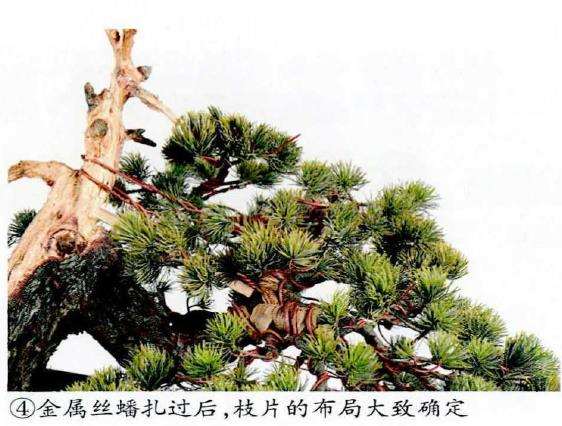 图解 五针松盆景怎么改作造型的23个过程