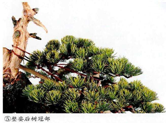 图解 五针松盆景怎么改作造型的23个过程