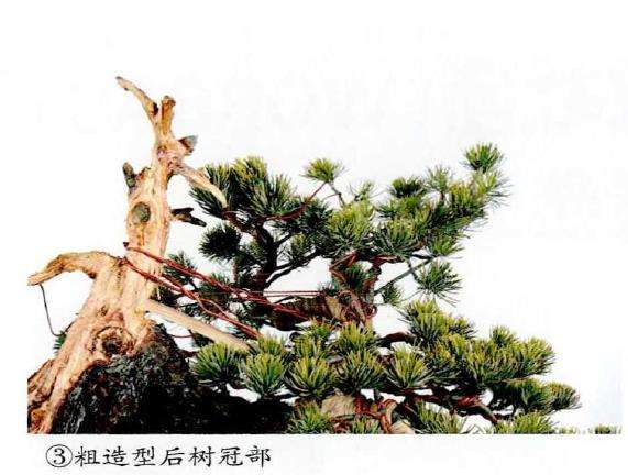 图解 五针松盆景怎么改作造型的23个过程