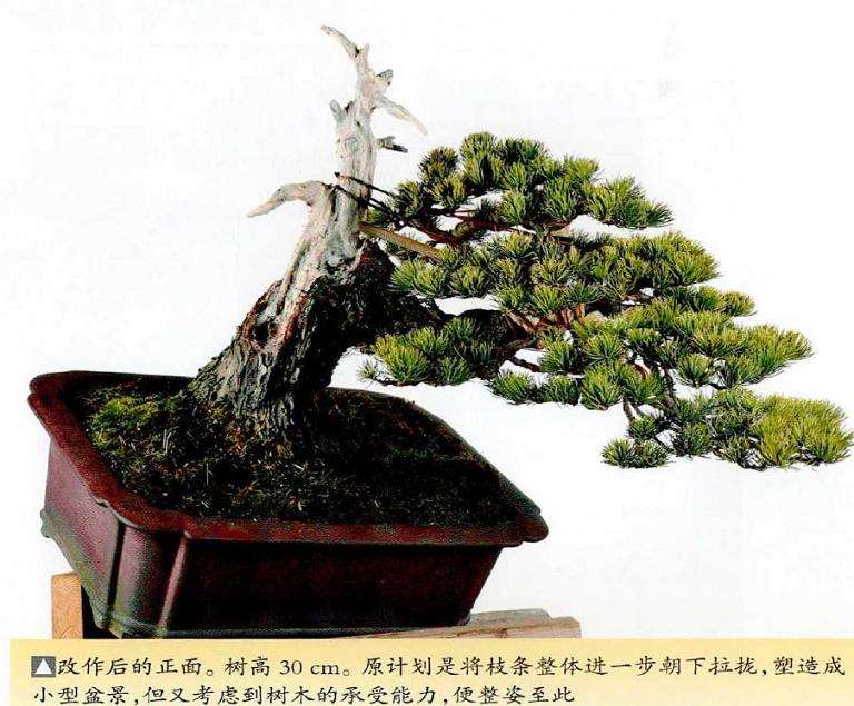 图解 五针松盆景怎么改作造型的23个过程