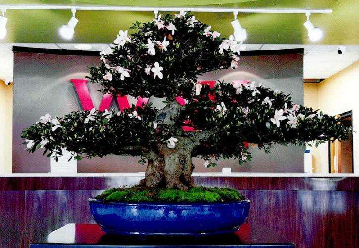 2022年 世界盆景艺术节在美国孟菲斯举办