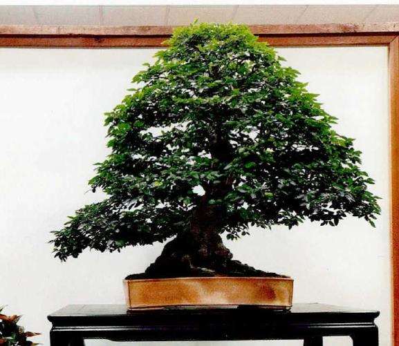 2022年 世界盆景艺术节在美国孟菲斯举办