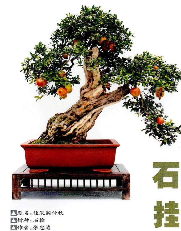 图解 石榴盆景怎么挂果的5个技术