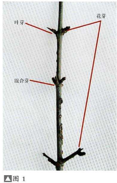 图解 石榴盆景怎么挂果的5个技术