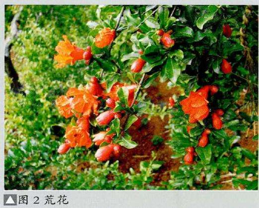 图解 石榴盆景怎么挂果的5个技术