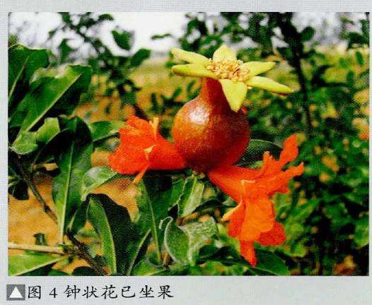 图解 石榴盆景怎么挂果的5个技术