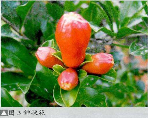 图解 石榴盆景怎么挂果的5个技术