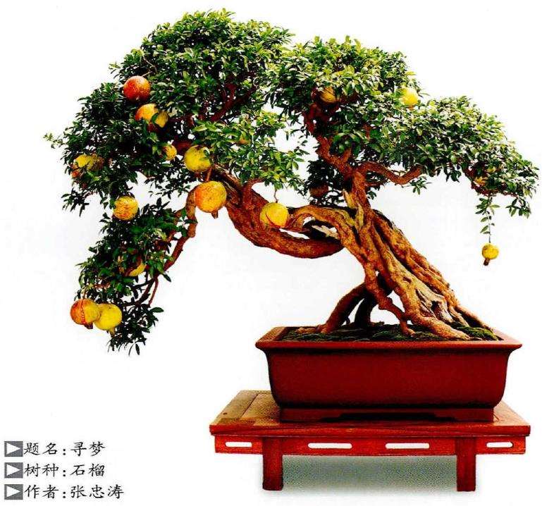 图解 石榴盆景怎么挂果的5个技术