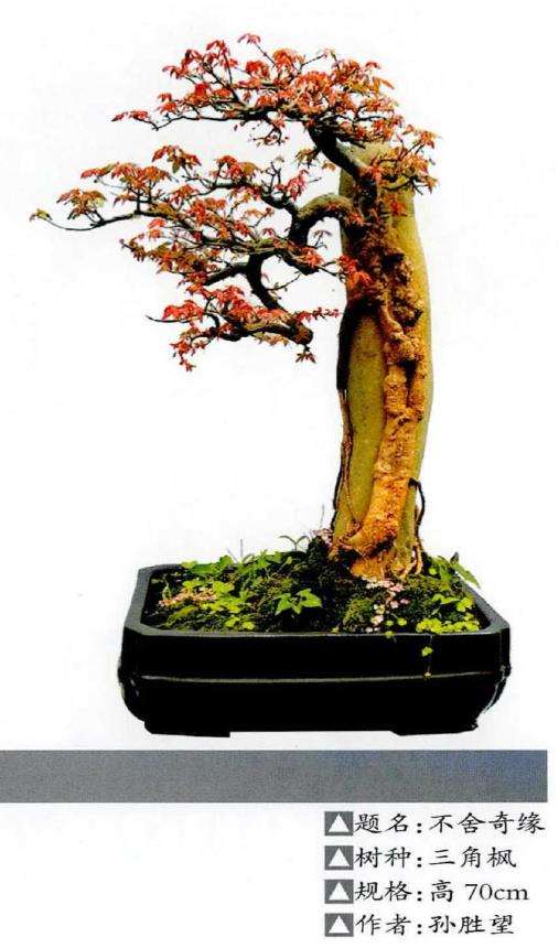 三角枫盆景怎么浇水施肥的5个步骤