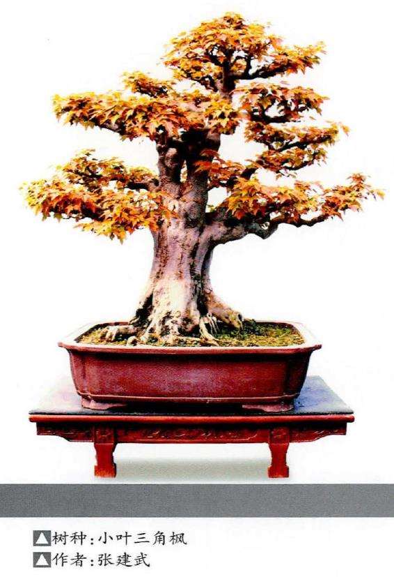 三角枫盆景怎么浇水施肥的5个步骤