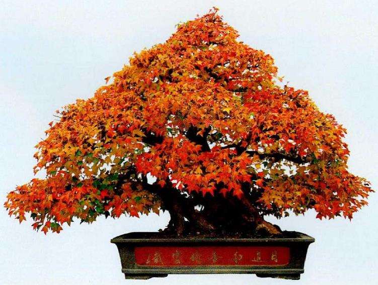 三角枫盆景怎么浇水施肥的5个步骤