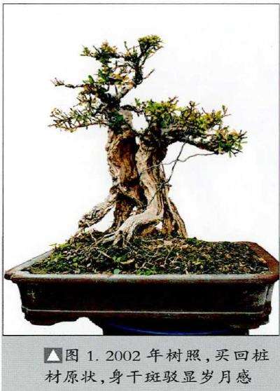 图解 韩学年怎么制作黄杨盆景的5个步骤