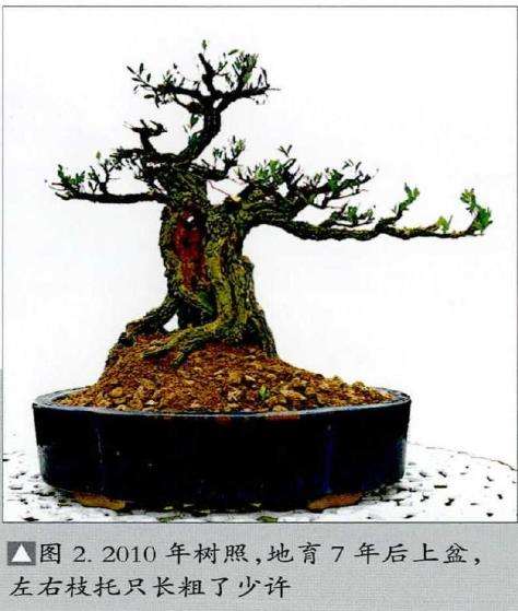 图解 韩学年怎么制作黄杨盆景的5个步骤