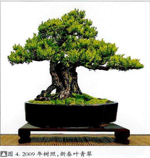 图解 韩学年怎么制作黄杨盆景的5个步骤