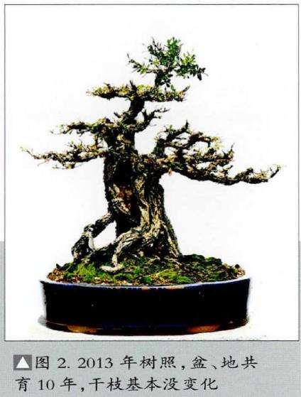 图解 韩学年怎么制作黄杨盆景的5个步骤