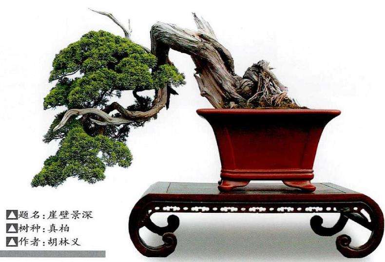 图解 怎么制作回头式盆景的的5个方法