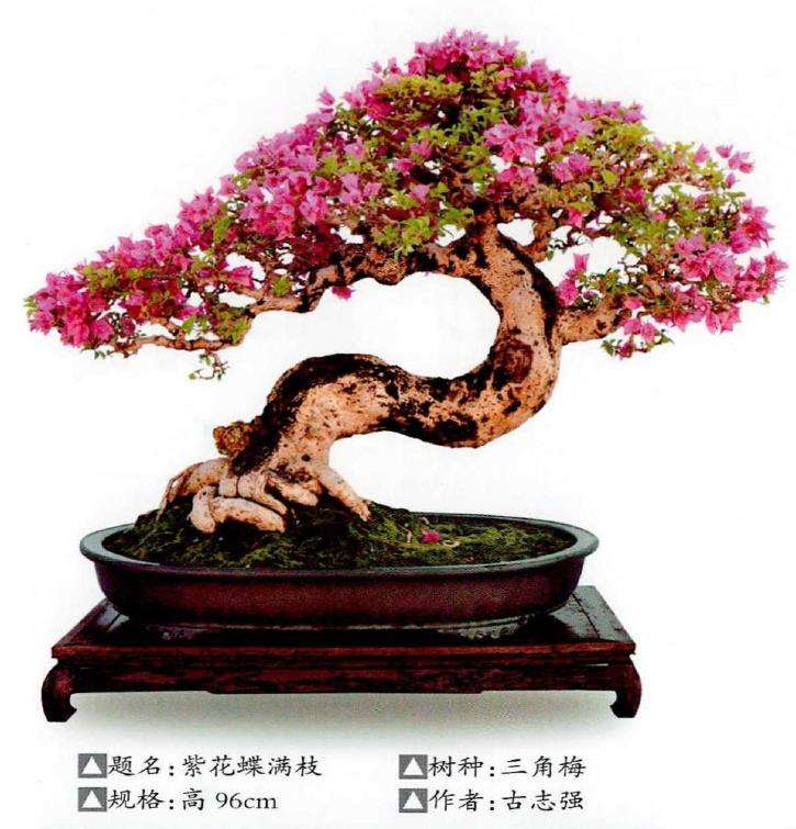 图解 怎么制作回头式盆景的的5个方法