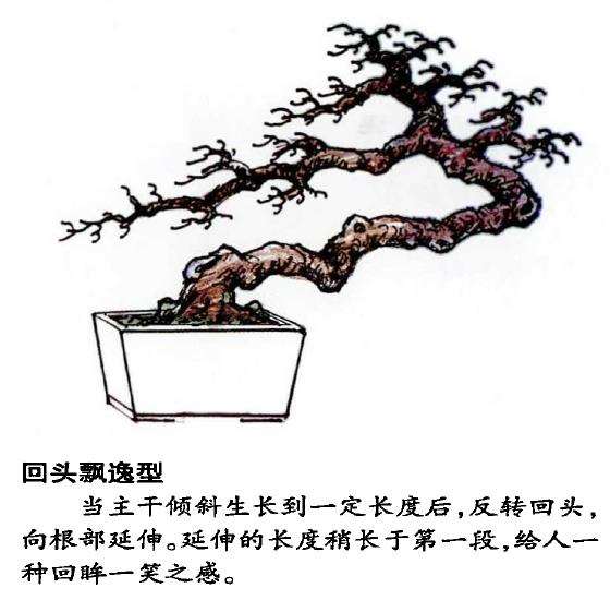 图解 怎么制作回头式盆景的的5个方法