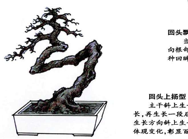 图解 怎么制作回头式盆景的的5个方法