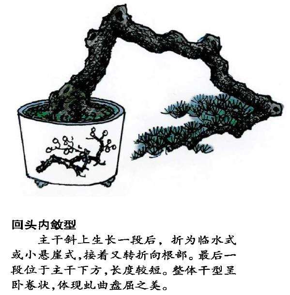 图解 怎么制作回头式盆景的的5个方法
