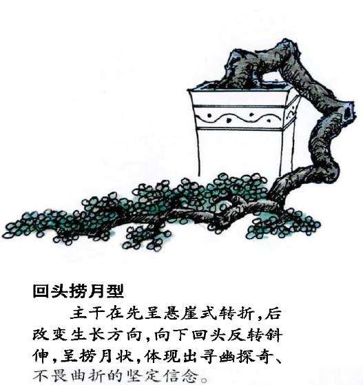 图解 怎么制作回头式盆景的的5个方法
