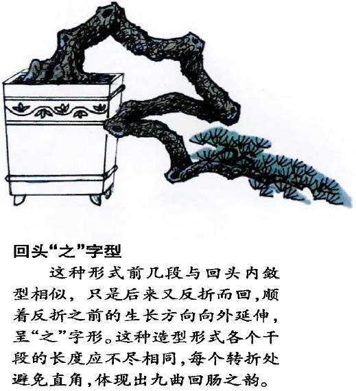 图解 怎么制作回头式盆景的的5个方法