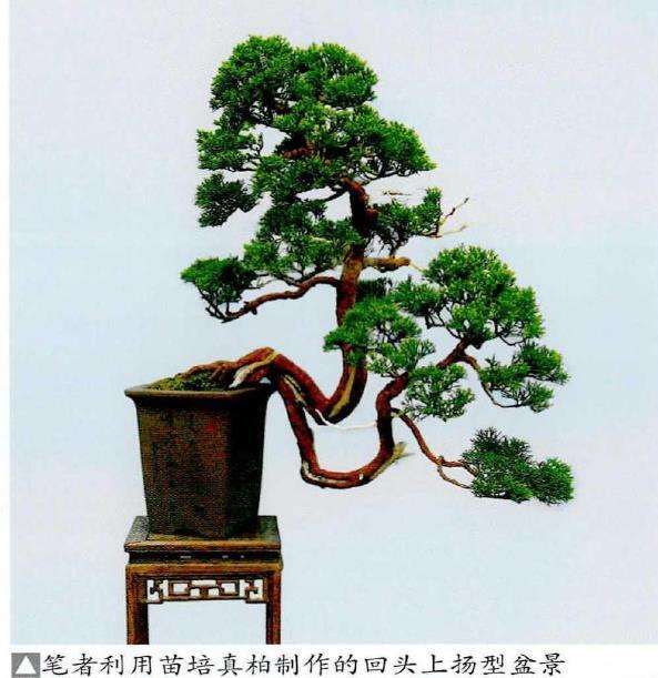 图解 怎么制作回头式盆景的的5个方法