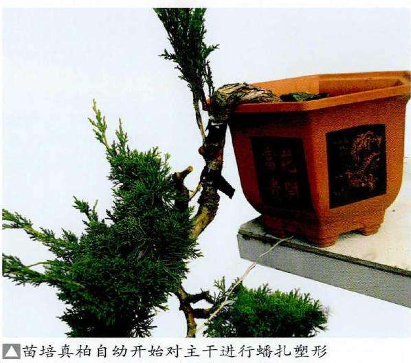 图解 怎么制作回头式盆景的的5个方法