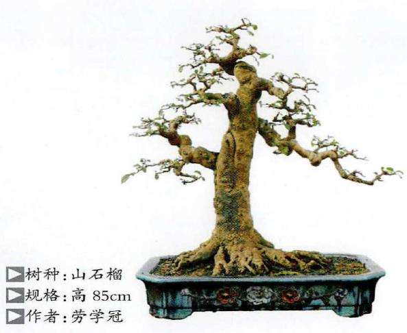 2022 盆景护知识讲座在化州成功举行