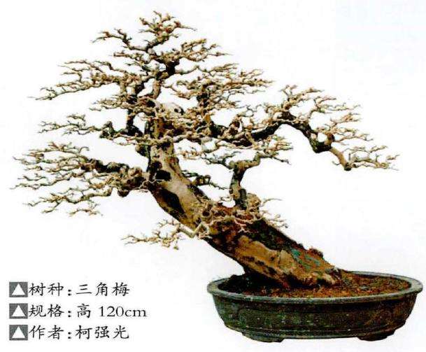 2022 盆景护知识讲座在化州成功举行