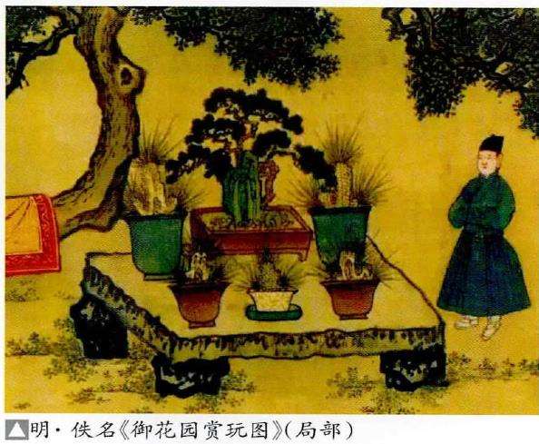 元明时期的松树盆景 图片