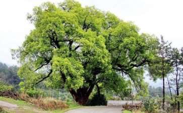 衰弱园林树木怎么复壮的3个措施