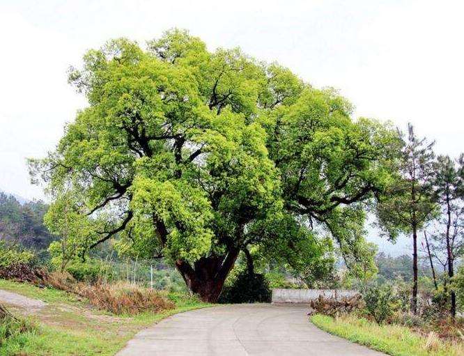 为什么园林树木衰弱的4个原因