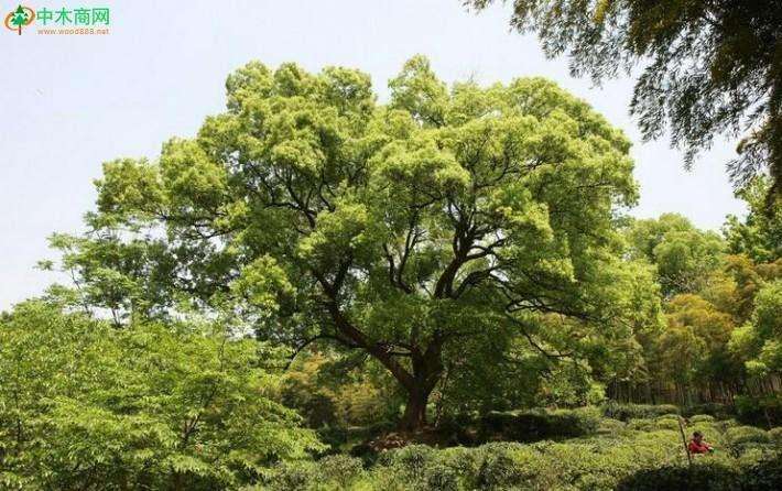 为什么园林树木衰弱的4个原因