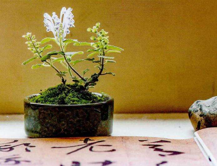 野草盆栽的摆设 欣赏与管理 图片