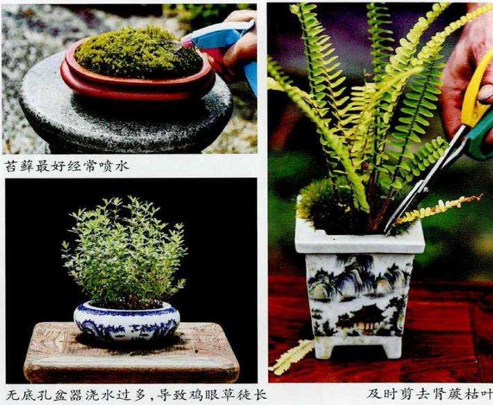 野草盆栽的摆设 欣赏与管理 图片