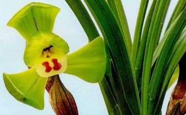 兰花软腐病病原菌及发病症状