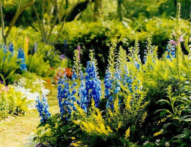 大花飞燕草怎么繁殖的4个方法