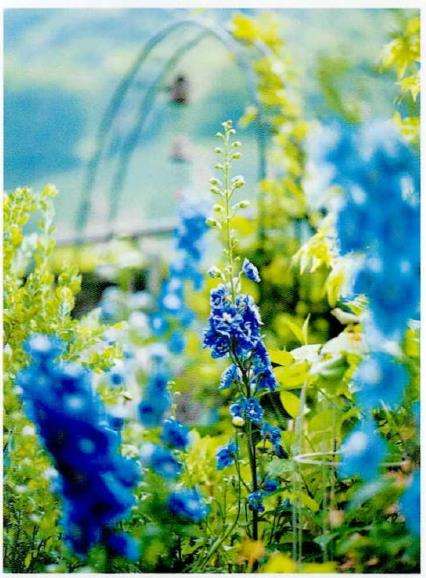 大花飞燕草怎么繁殖的4个方法