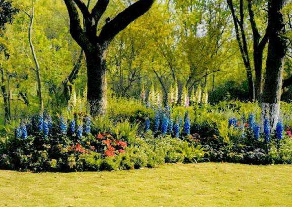 大花飞燕草怎么繁殖的4个方法