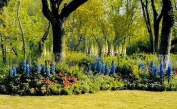 大花飞燕草怎么繁殖的4个方法