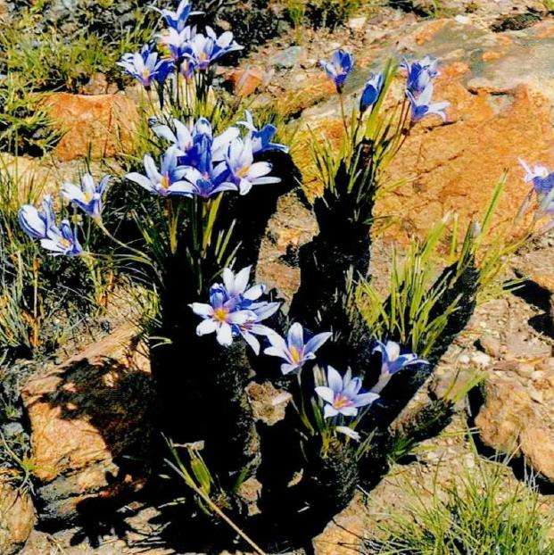 树风雨兰最好的繁殖方式是播种